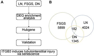 Integrin β3 Induction Promotes Tubular Cell Senescence and Kidney Fibrosis